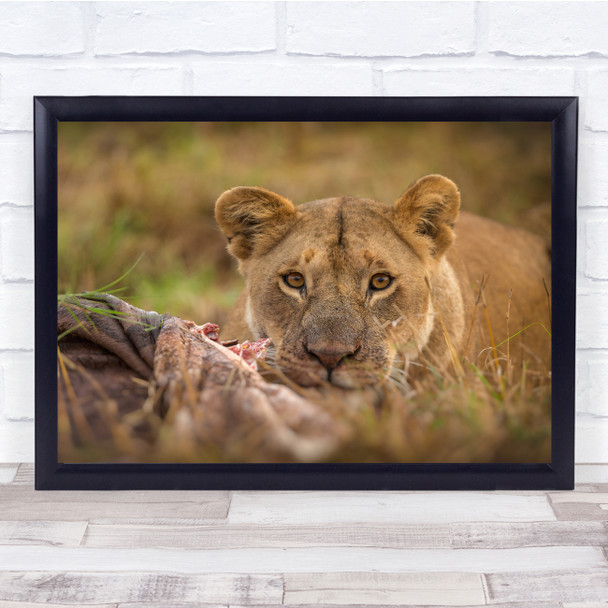 Lion Lioness Mara Kenya Wildlife Animals Wall Art Print