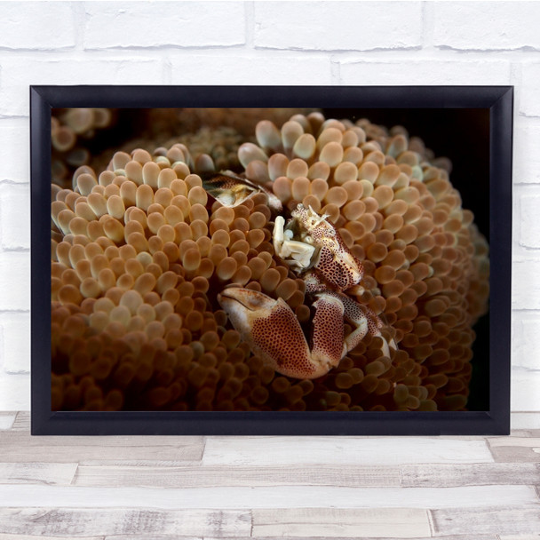 Porcelain Crab In Anemone Sealife animal Wall Art Print