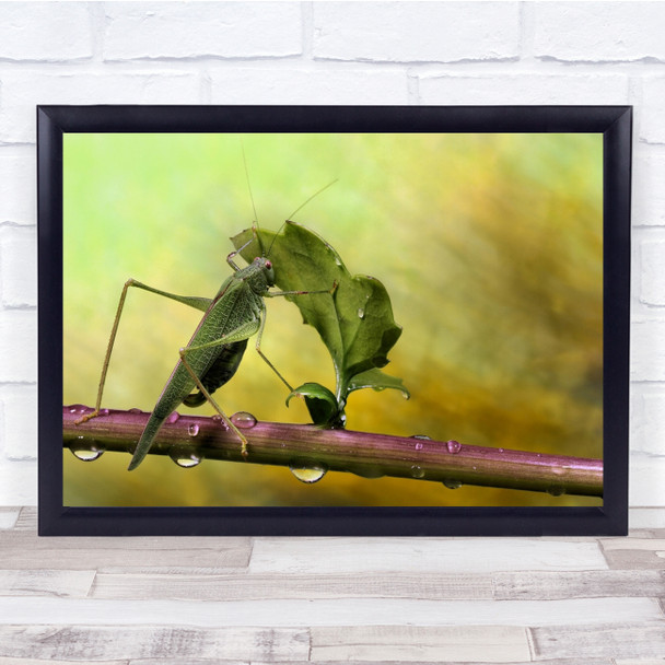 Rain leaf branch Grasshopper Insect Drop Wall Art Print