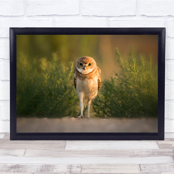 Walk Like A Man cute owl standing nature Wall Art Print