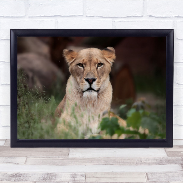 Lioness Animal Bokeh Feline Face nature Wall Art Print