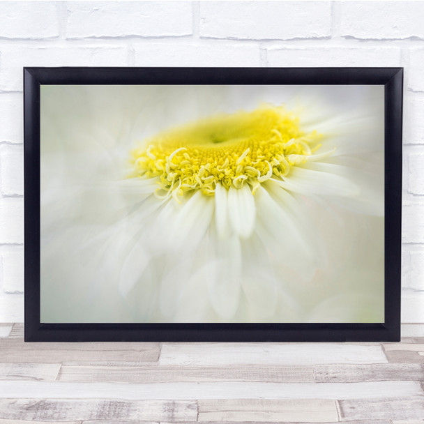 Shasta Daisy Flower Macro Garden Nature Wall Art Print