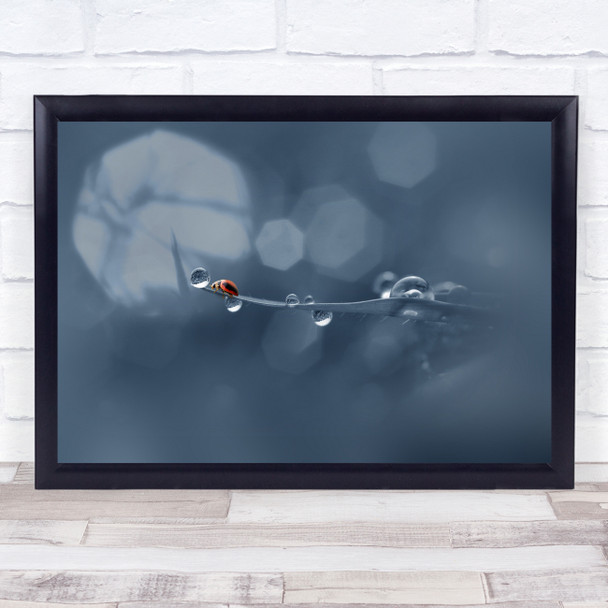 Bugs Insect Macro Bokeh Lady Raindrops Wall Art Print