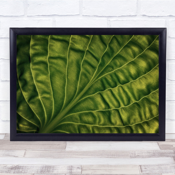 Close up Leaf Of A Hosta details Green Wall Art Print