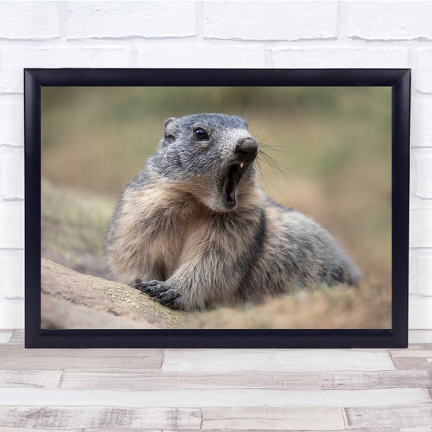 Shocked Animal Marmots Wildlife Nature Wall Art Print