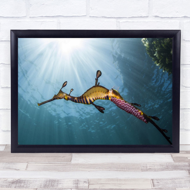 Weedy Sea dragon Profile water sunrays Wall Art Print