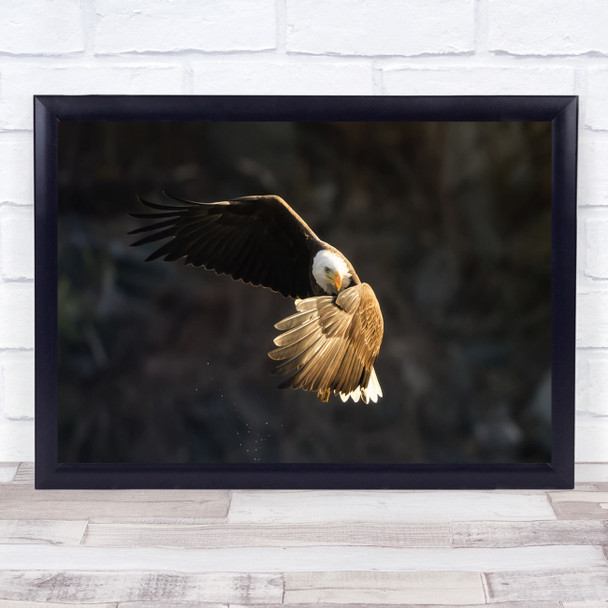 What's Going On eagle in flight action Wall Art Print