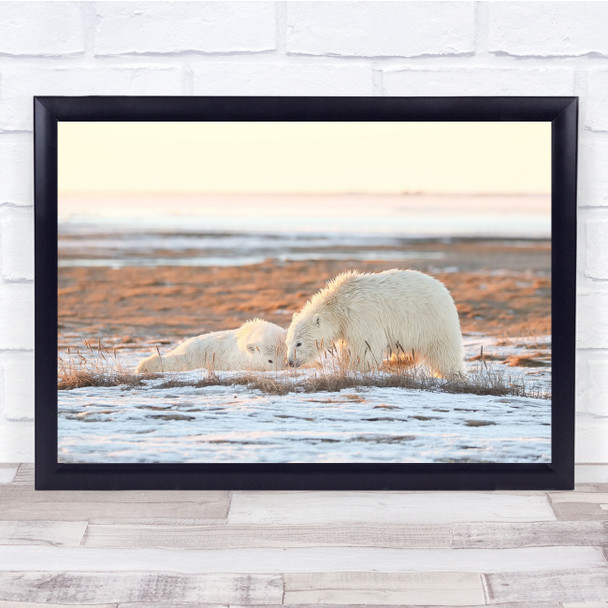 Wildlife Animal Alaska Cub Polar Bear Wall Art Print