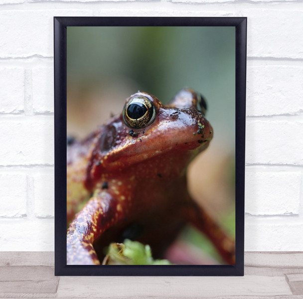 Frog Amphibian Wildlife Rain Tilburg Wall Art Print