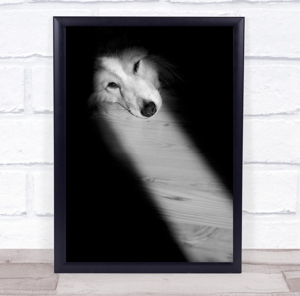 Light Stripe On The Floor dog laying Wall Art Print