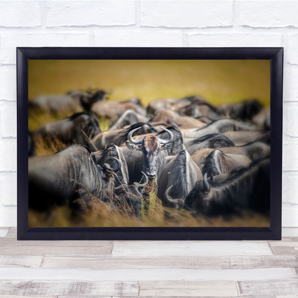 Africa Wildebeest Wildlife close up Wall Art Print