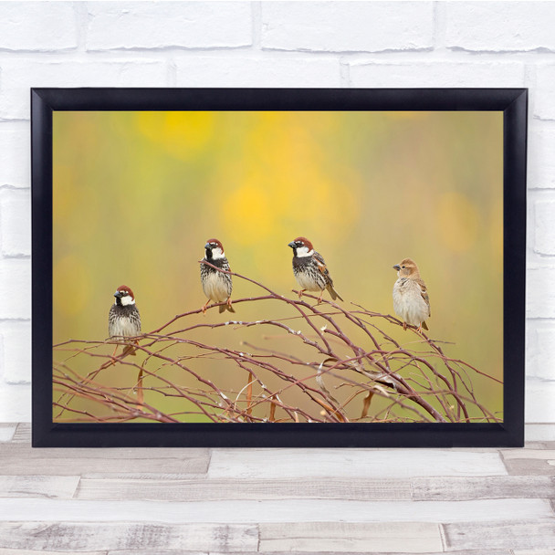 Birds Bokeh Wildlife Nature Sparrow Wall Art Print