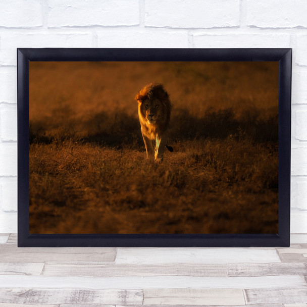 Cantered Focus Lion animal wildlife Wall Art Print