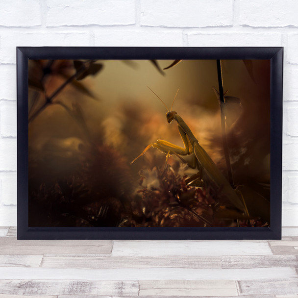 Days Gone Bye Praying mantis Insect Wall Art Print