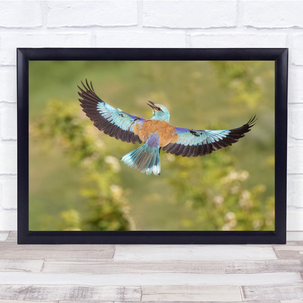 Bird In Flight Colour Wings Nature Wall Art Print