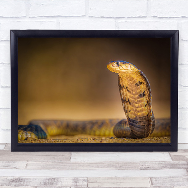Snake Cobra Bokeh Animals Wildlife Wall Art Print Snake Cobra Bokeh Animals Wildlife Wall Art Print