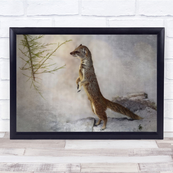 Hermine Ermine Animal Winter Cold Wall Art Print
