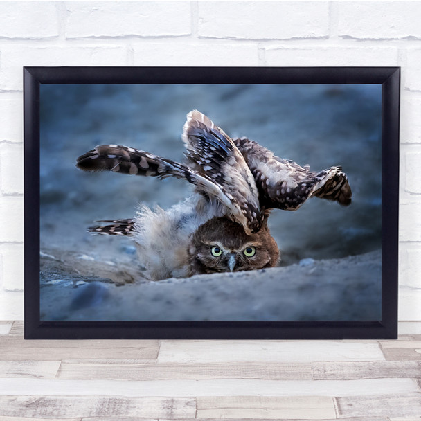 Hiding Owl wild life animal stare Wall Art Print