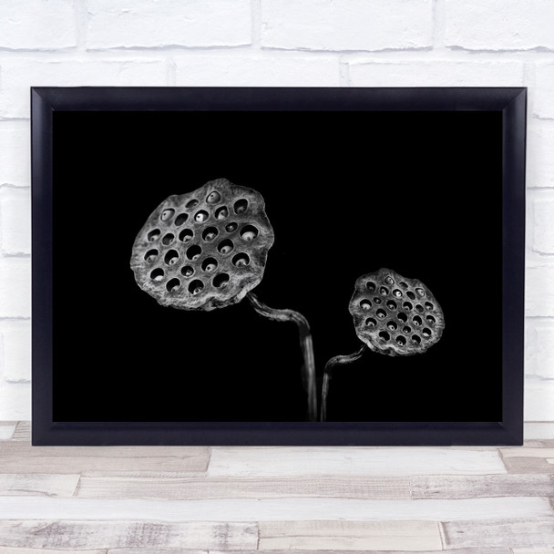 Lotus Seeds Seedhead flower holes Wall Art Print