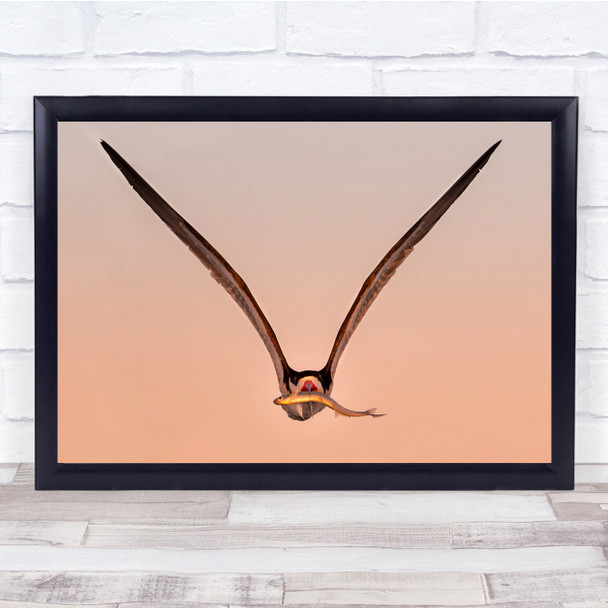 Bird Skimmer Fly Big Fish Wings Wall Art Print