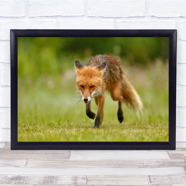 Red Fox In Field animal hunting Wall Art Print