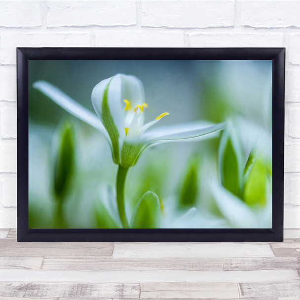 Flower Spring Lilly Soft Macro Wall Art Print