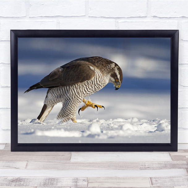 Snow Sweden Bokeh Birds Talons Wall Art Print