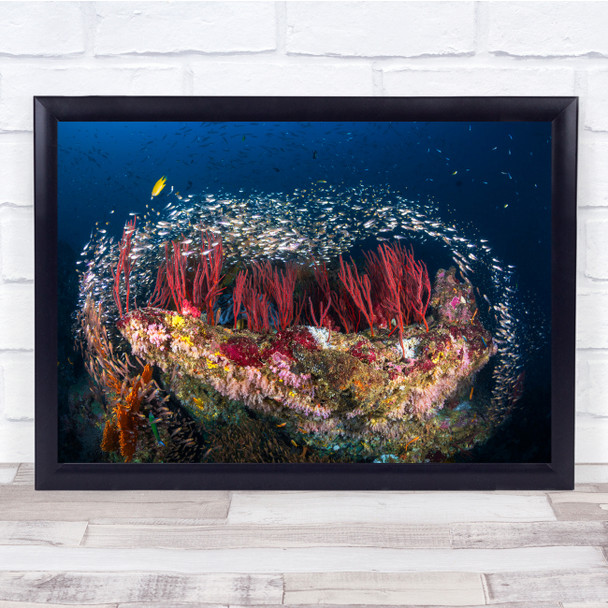 Coral Glassfish Reef Fish Sea Wall Art Print