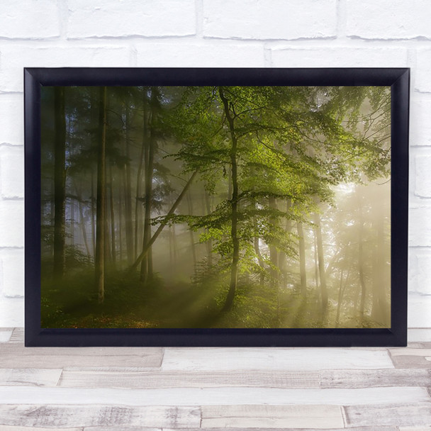 Morning Beauty Forest Light Trees Dawn Awakening Early Beginning Green Art Print