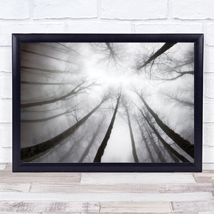 Nerves Perspective Forest Trees Tall High Fog Mist Haze Wall Art Print
