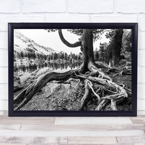 Old Tree Roots Water Lake Root Wall Art Print