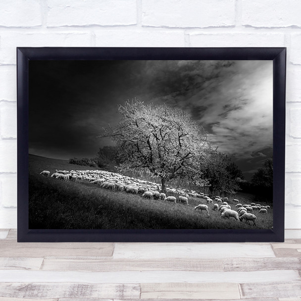 Rural Scene Animal Animals Sheep Tree Black White Wall Art Print