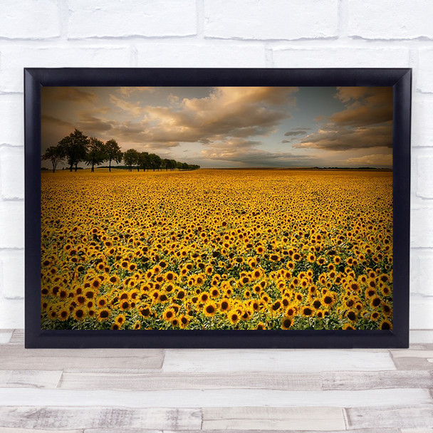 Sunflowers Field Sun Poland Yellow Flower L Wall Art Print