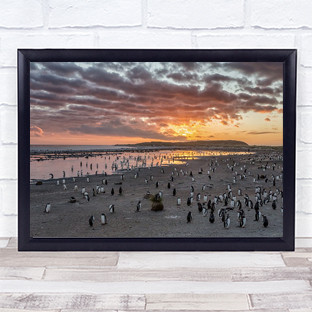 Sunrise at Sea Lion Penguin Water Beach Sand Shore Wildlife Nature Art Print