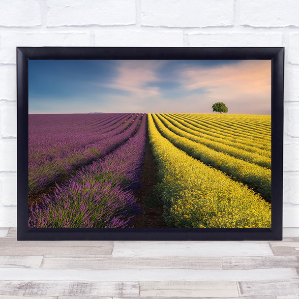 Violyellow Lines Yellow Violet Purple Tree Colours Valensole France Art Print