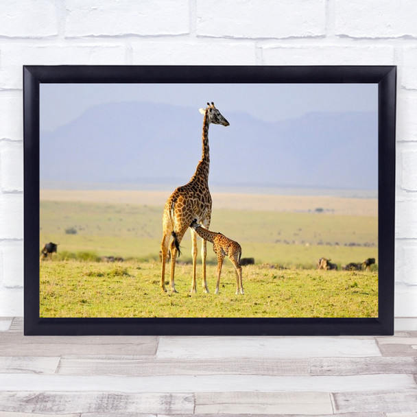 Early Morning Milk Giraffe Feed Feeding Africa Tanzania Baby Wall Art Print