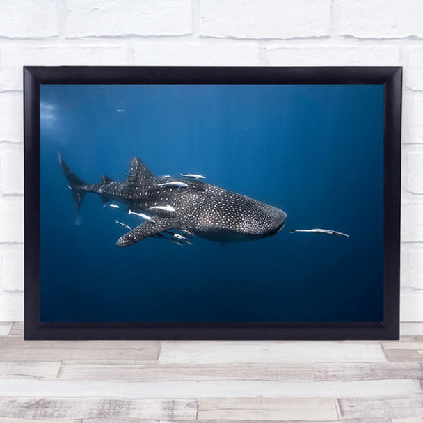 Whale Shark Baleine Underwater Fish Madagascar Deep Wall Art Print