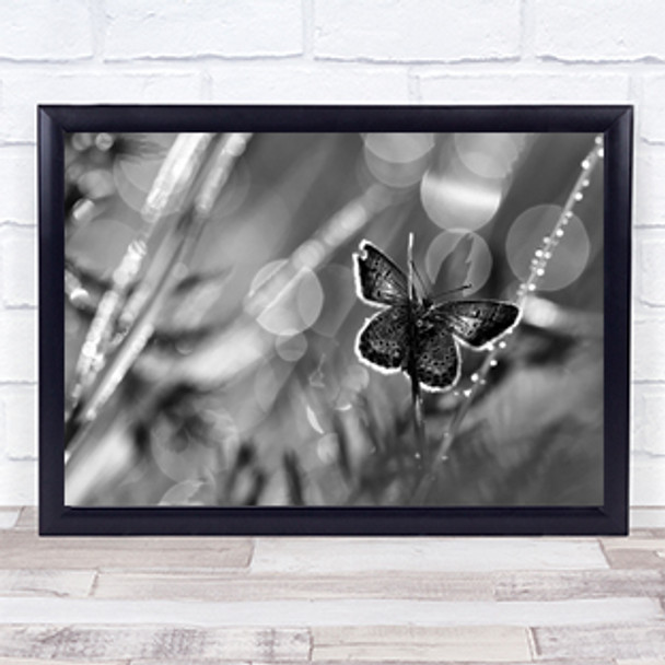 After The Rain Butterfly Bokeh Dew Garden Rain Rainy Raining Wall Art Print