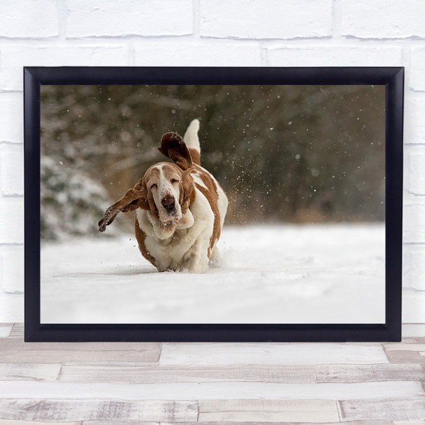 Almost Airborne Dog Snow Winter Zaltbommel Netherlands Run Wall Art Print