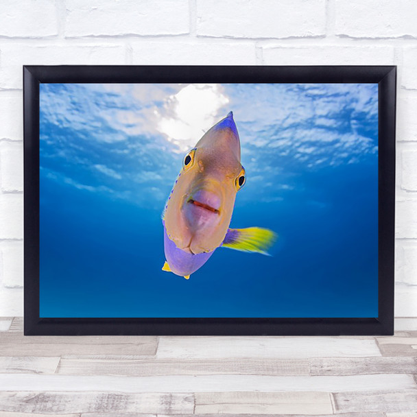 Angel Fish Underwater Deep Blue Bottom Sea Ocean Wall Art Print