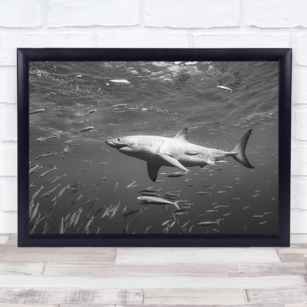 At the surface Underwater Shark Sharks Fish School Wall Art Print