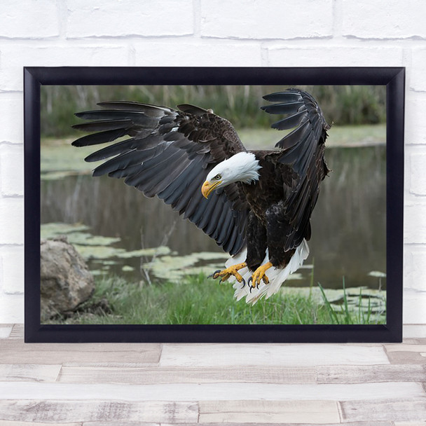 Bald Eagle Landing Wings Eagles Animal Wall Art Print