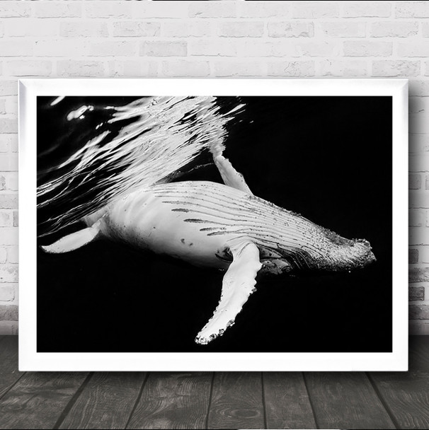 Black A Whale Humpback Baleine Bosses Underwater Cetacea Wildlife Wild Art Print
