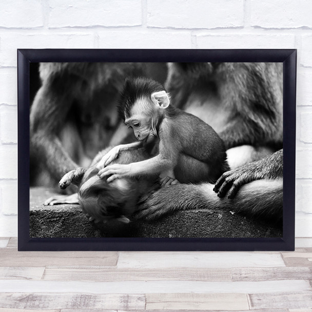 Black And White Baby Monkey Ape Wall Art Print
