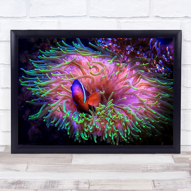 Clownfish Anemone Anemones Underwater Wildlife Wild Nature Wall Art Print