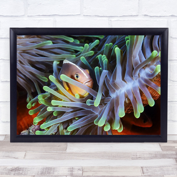 Clownfish Fish Underwater Anemone Indian Ocean Hiding Wildlife Nature Art Print