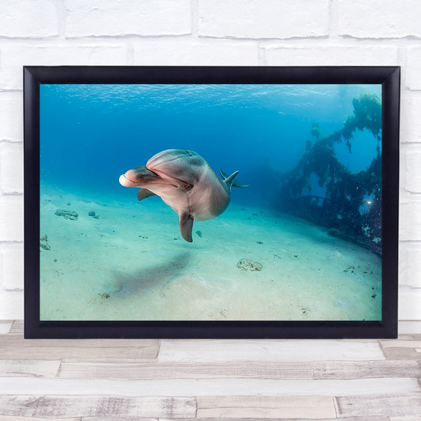Dolphin Dolphins Animal Animals Underwater Water Wildlife Wall Art Print