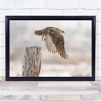 Gyrfalcon Birds Hokkaido Japan Asia Falcon Snowfall Snowing Wall Art Print