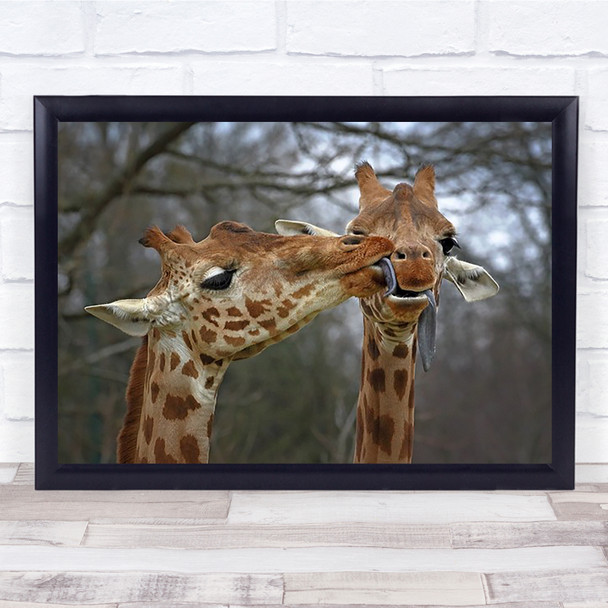 Happy Valentine Giraffe Licking Animals Couple Pair Smile Glad Wall Art Print