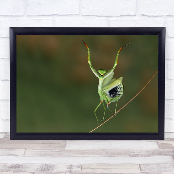 Insect Mantis Bug Balance Rope Walker Tightrope Walking Wall Art Print Insect Mantis Bug Balance Rope Walker Tightrope Walking Wall Art Print